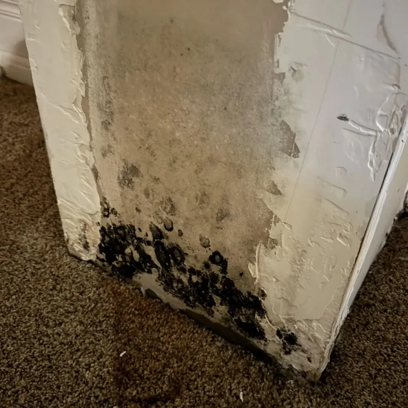 Professional Mold Removal in Stallion Springs, CA